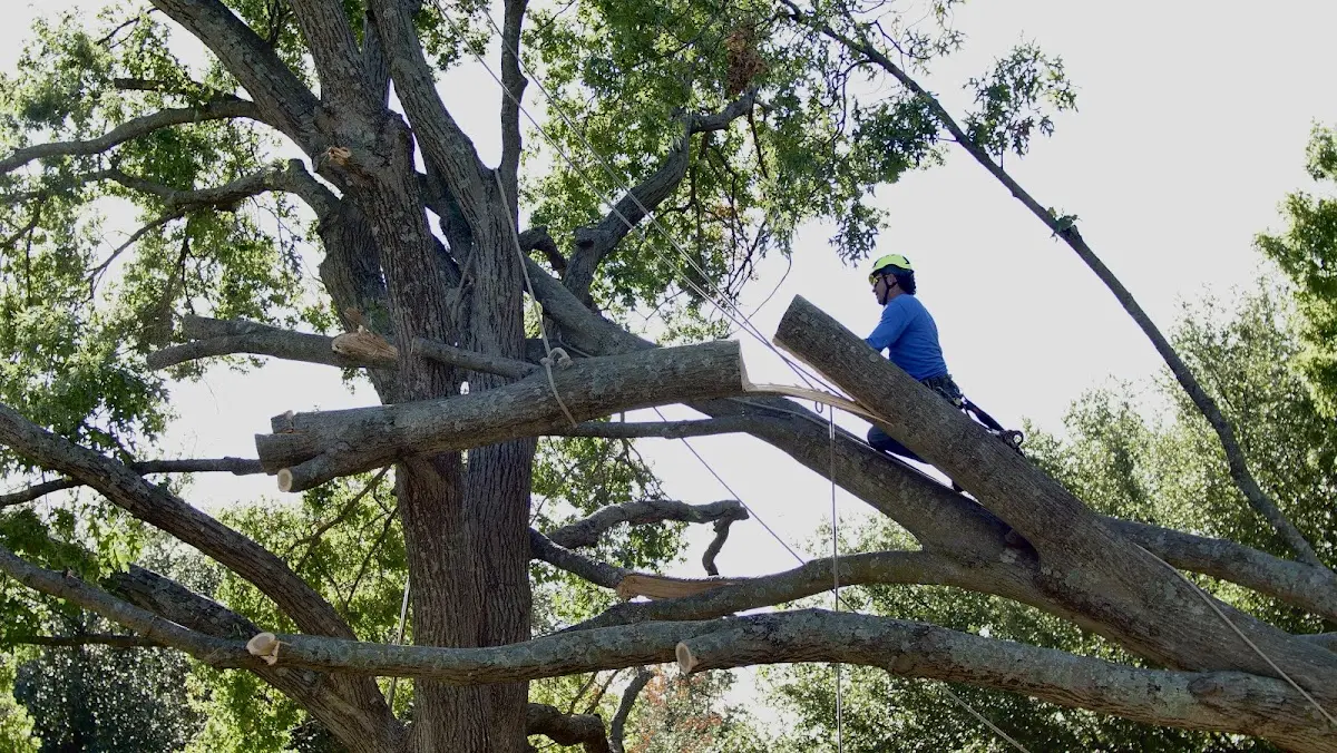 Professional Hazardous Tree Removal performed by certified arborists in Vidal