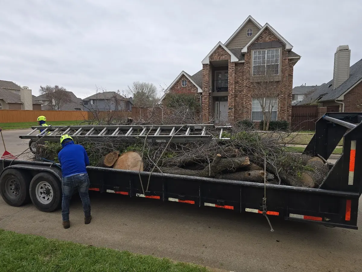 Expert Tree Removal with proper safety equipment in Vidal
